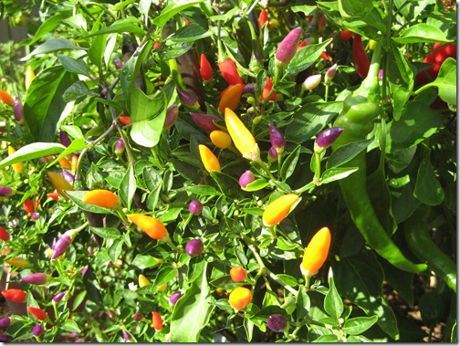 Hills and Plains Seedsavers: CHILLIES - a rainbow of colour in the garden